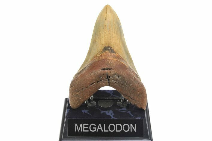 Fossil Megalodon Tooth - North Carolina #299043